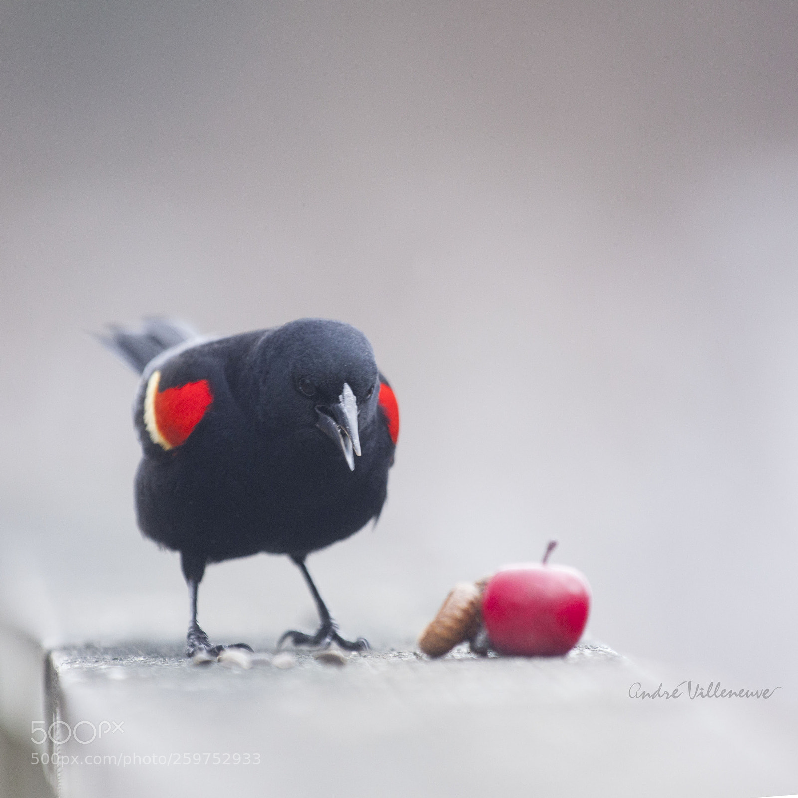 Canon EOS 5D Mark II sample photo. Red winged black bird photography