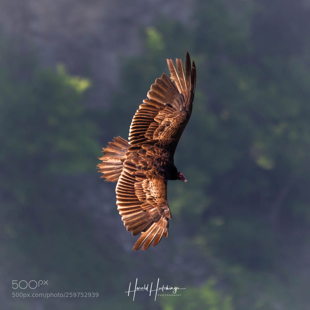 Canon EOS-1D Mark IV sample photo. Turkey vulture photography