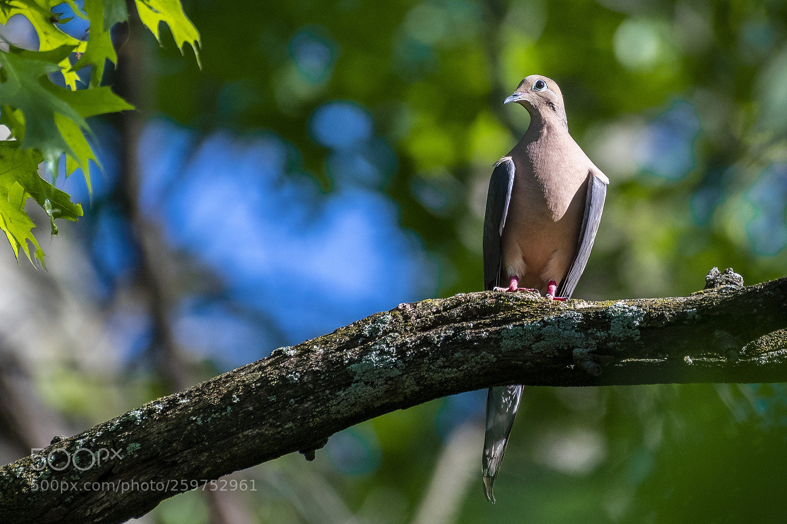 Nikon D500 sample photo. Mourning dove photography