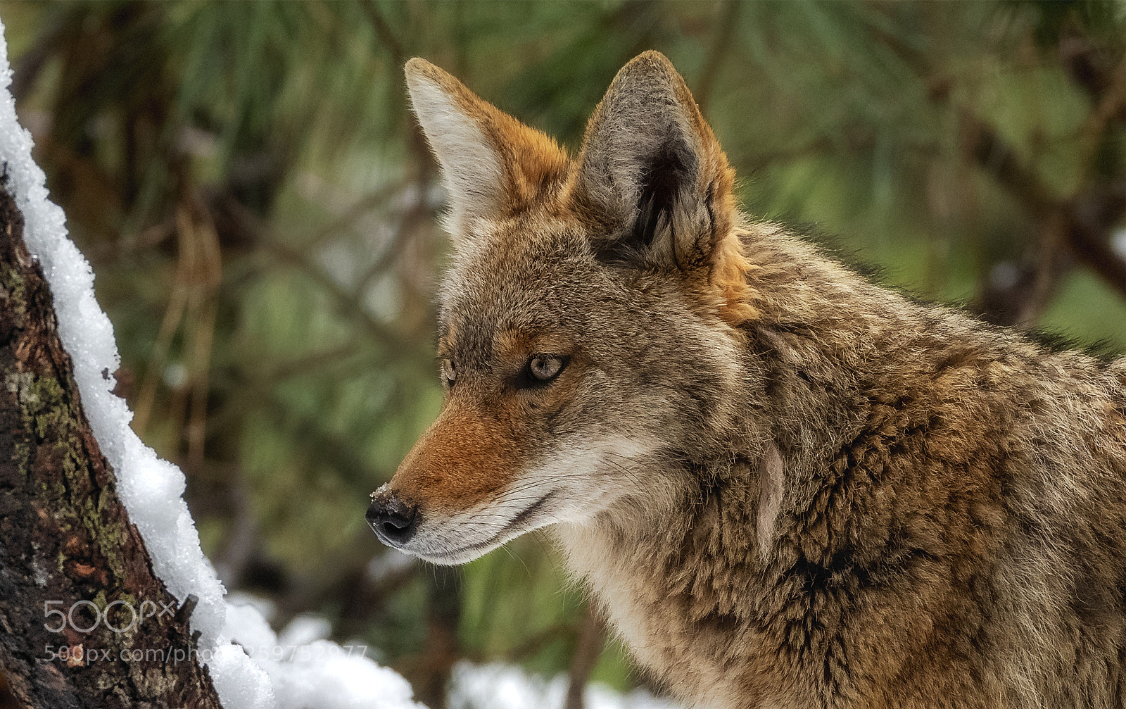 Nikon D850 sample photo. On the prowl photography