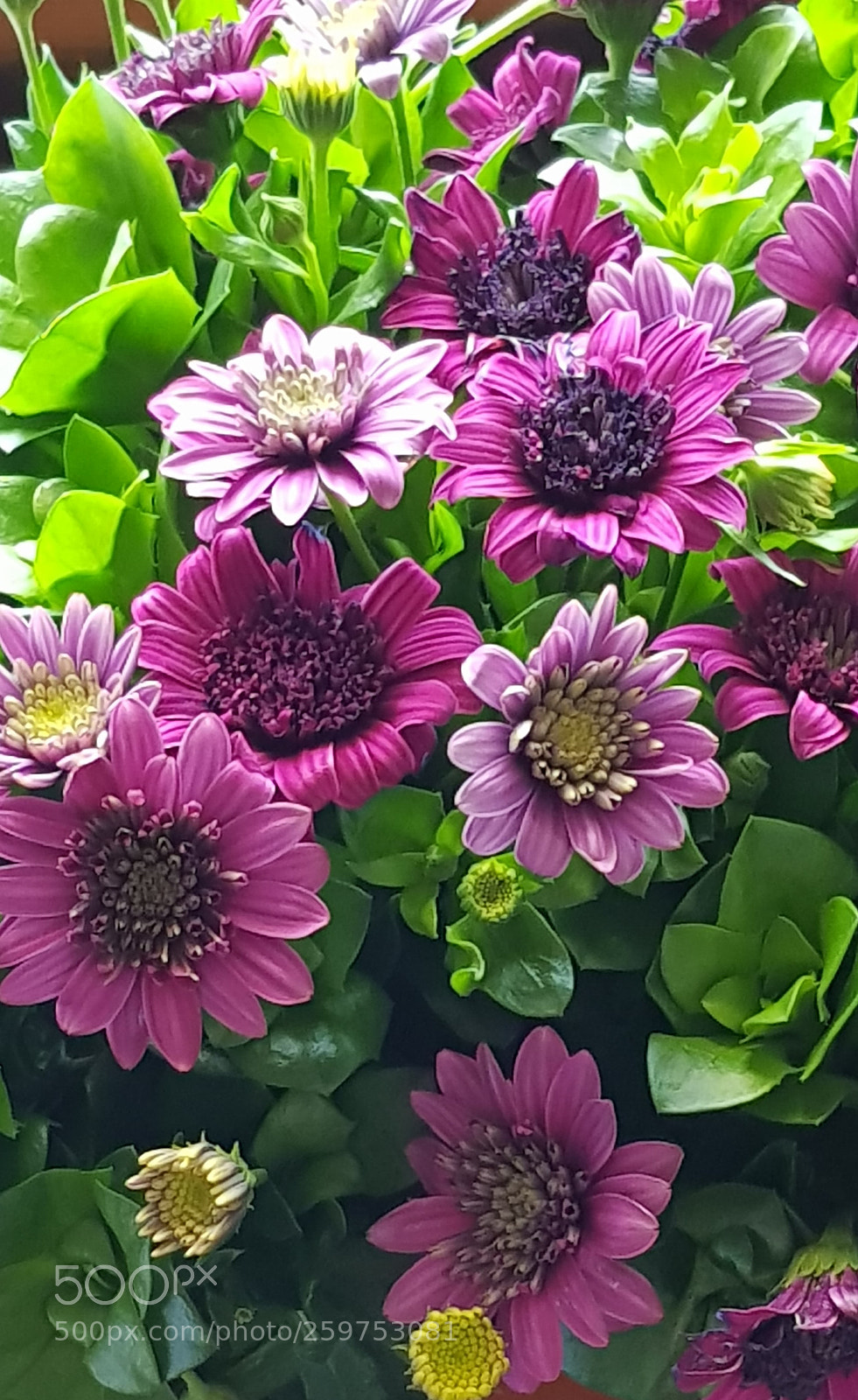 Samsung Galaxy S8 sample photo. Chrysanthemums photography