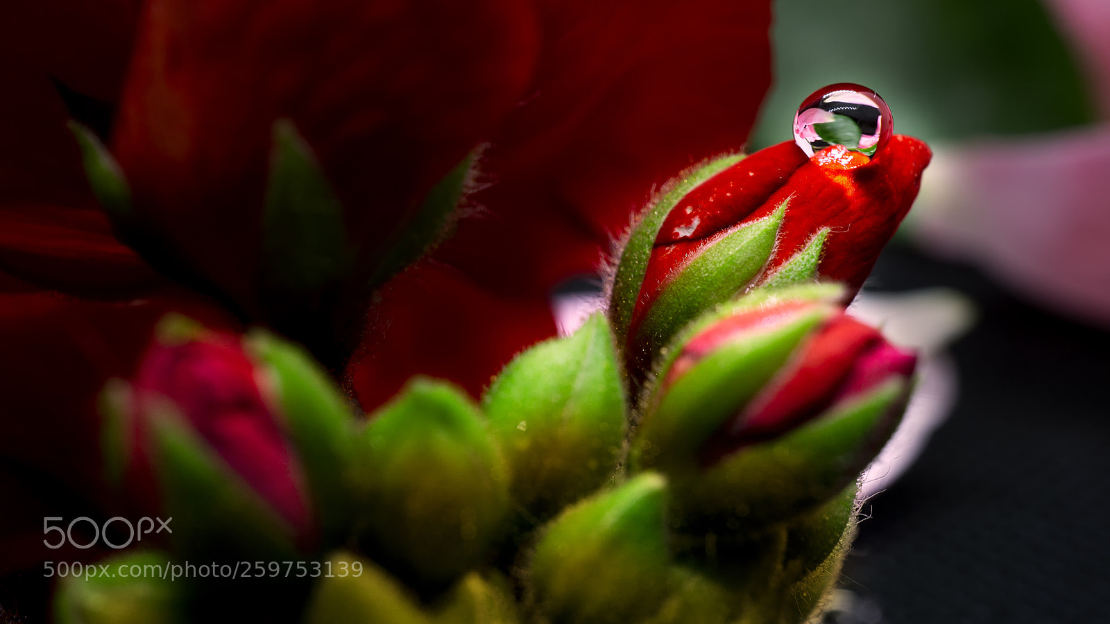 Sony a6000 sample photo. Water drop red flower photography
