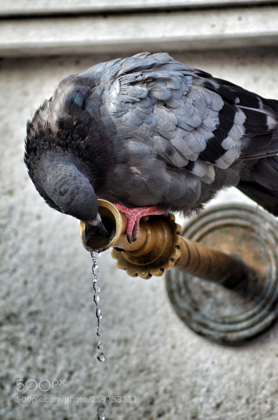 Nikon D5100 sample photo. Pigeon photography