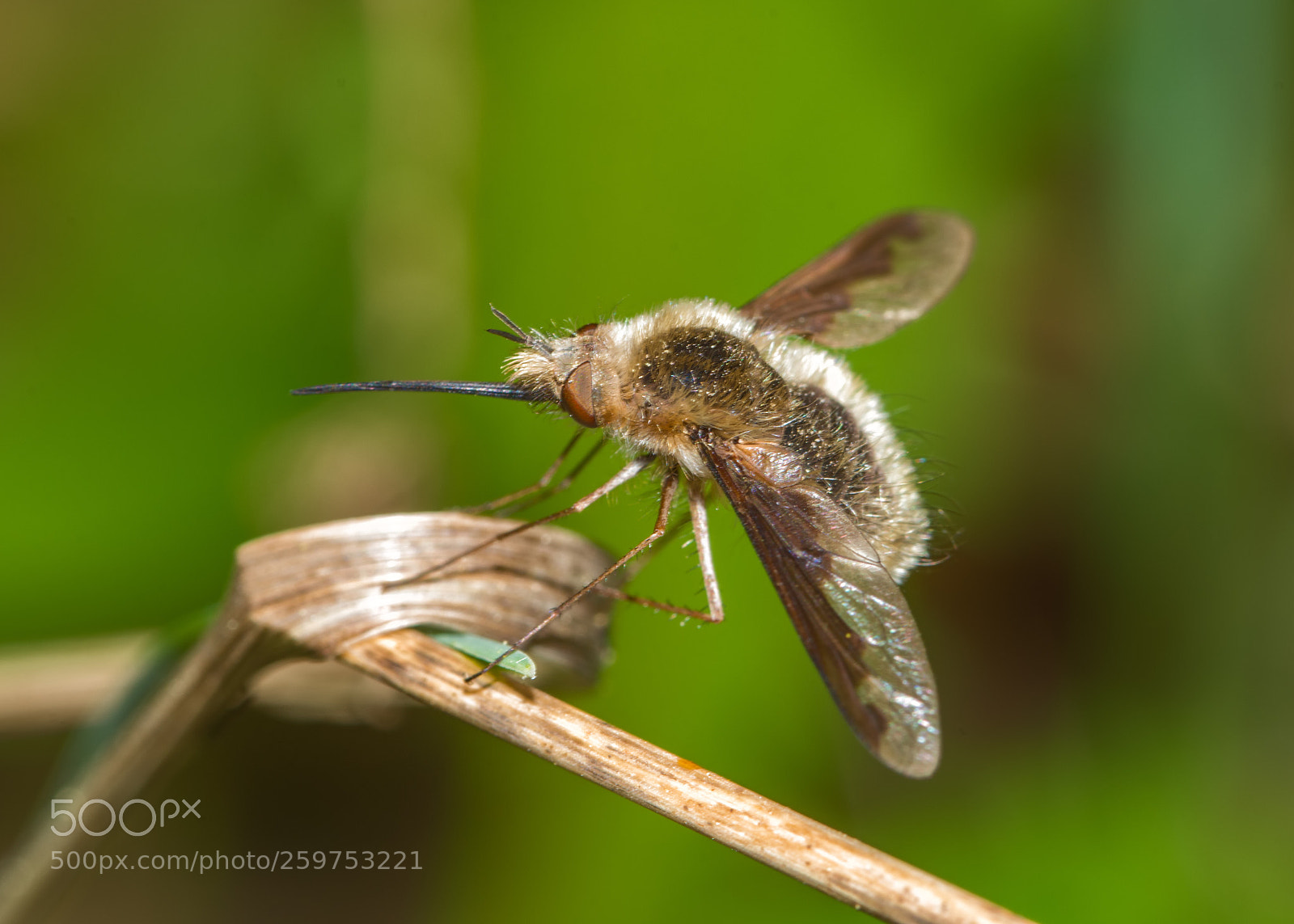 Nikon D7200 sample photo. Greater bee fly photography
