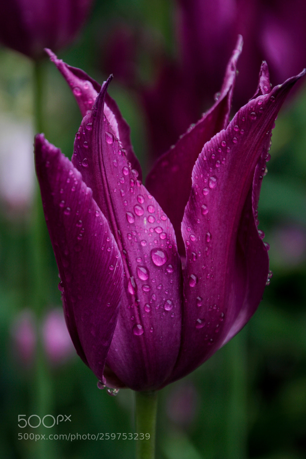 Canon EOS 7D sample photo. Water pearl photography