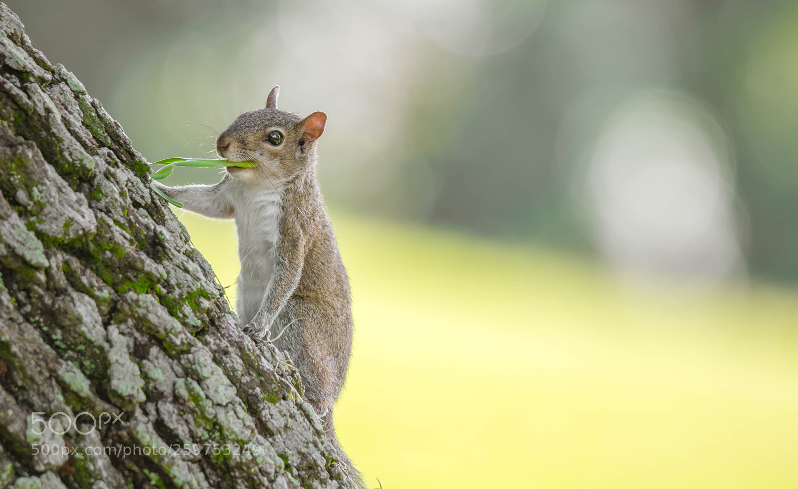 Canon EOS 750D (EOS Rebel T6i / EOS Kiss X8i) sample photo. Squirel photography