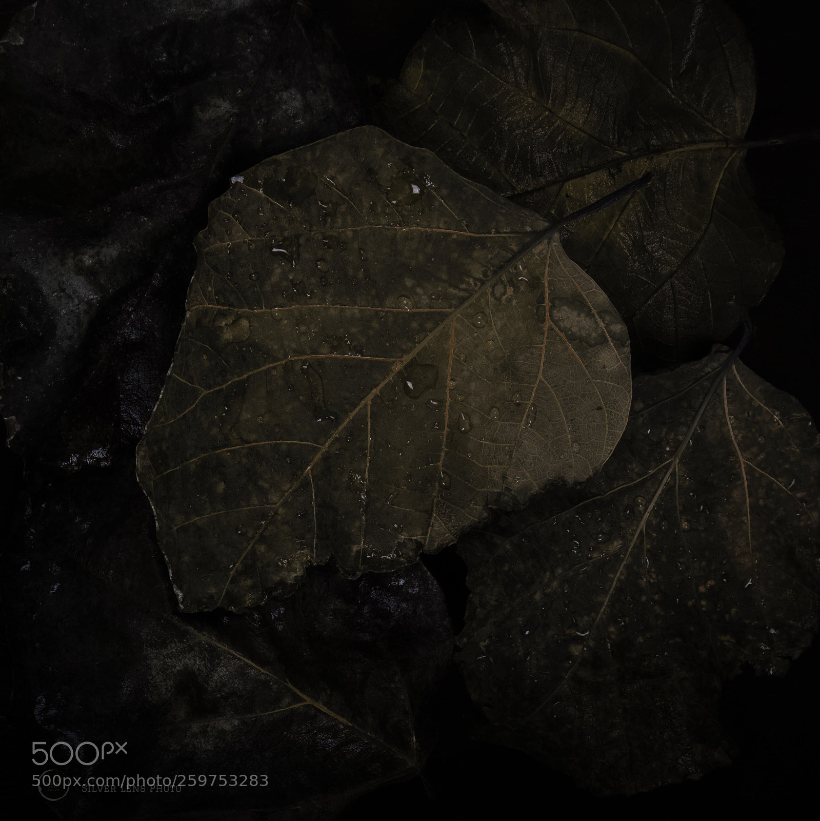 Canon EOS 5D Mark IV sample photo. Untitled photography