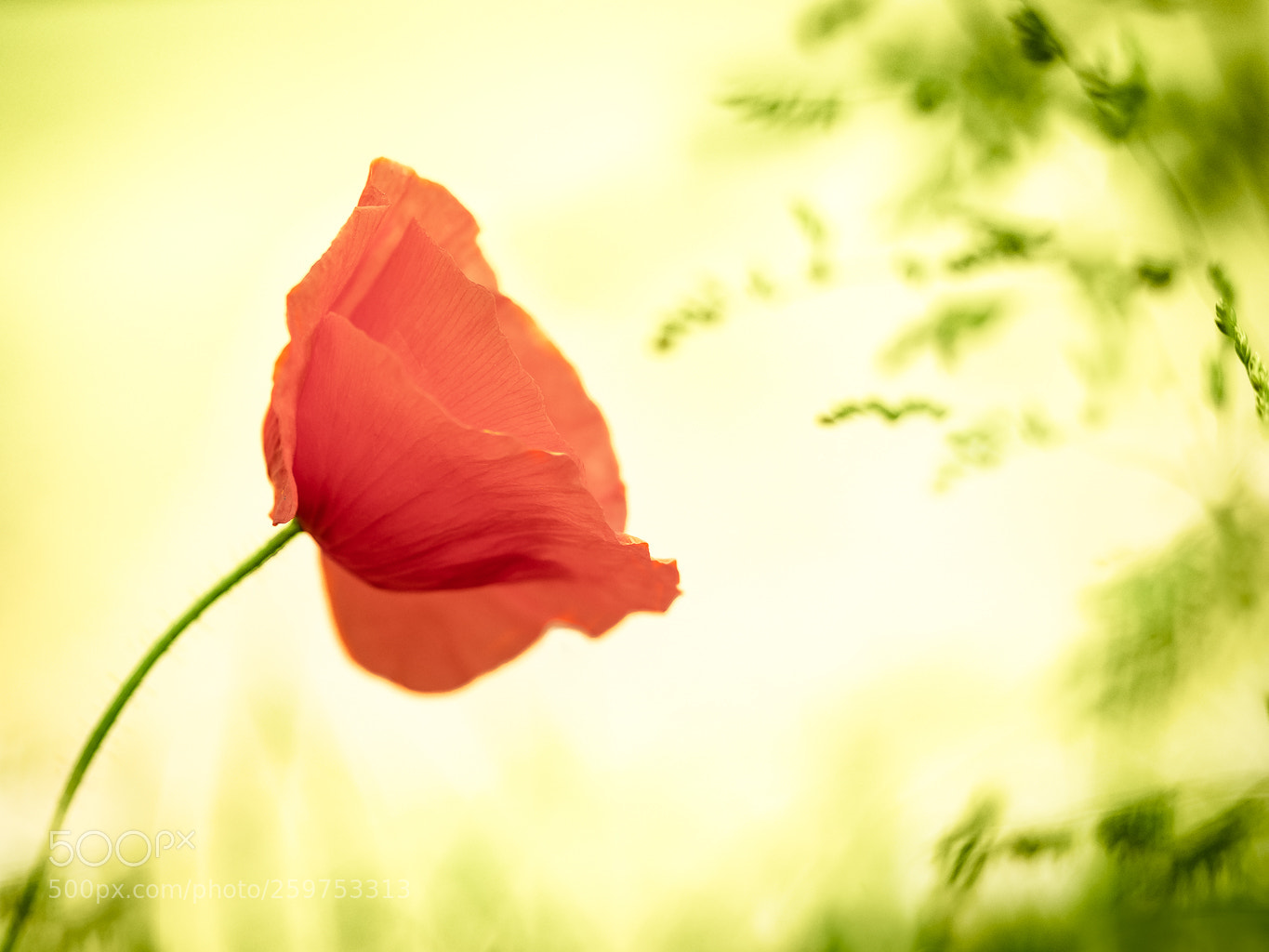 Olympus OM-D E-M10 II sample photo. My little poppy photography