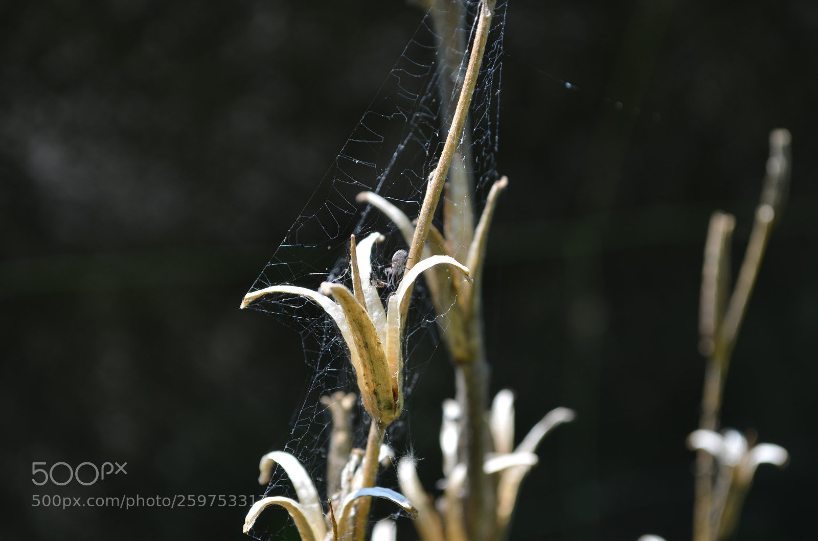 Nikon D5100 sample photo. Building a web photography