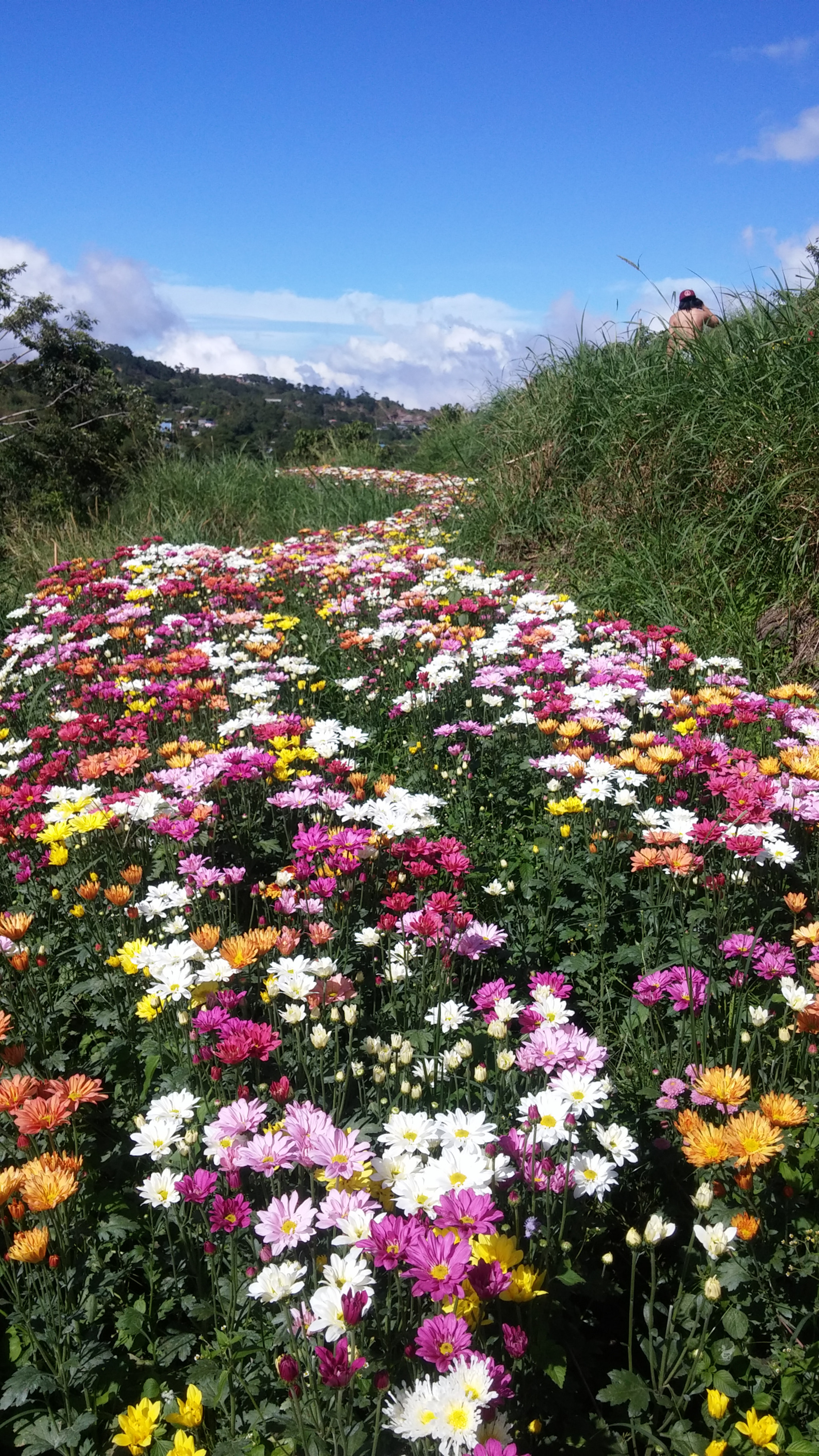 LG G3 sample photo. Flower field photography