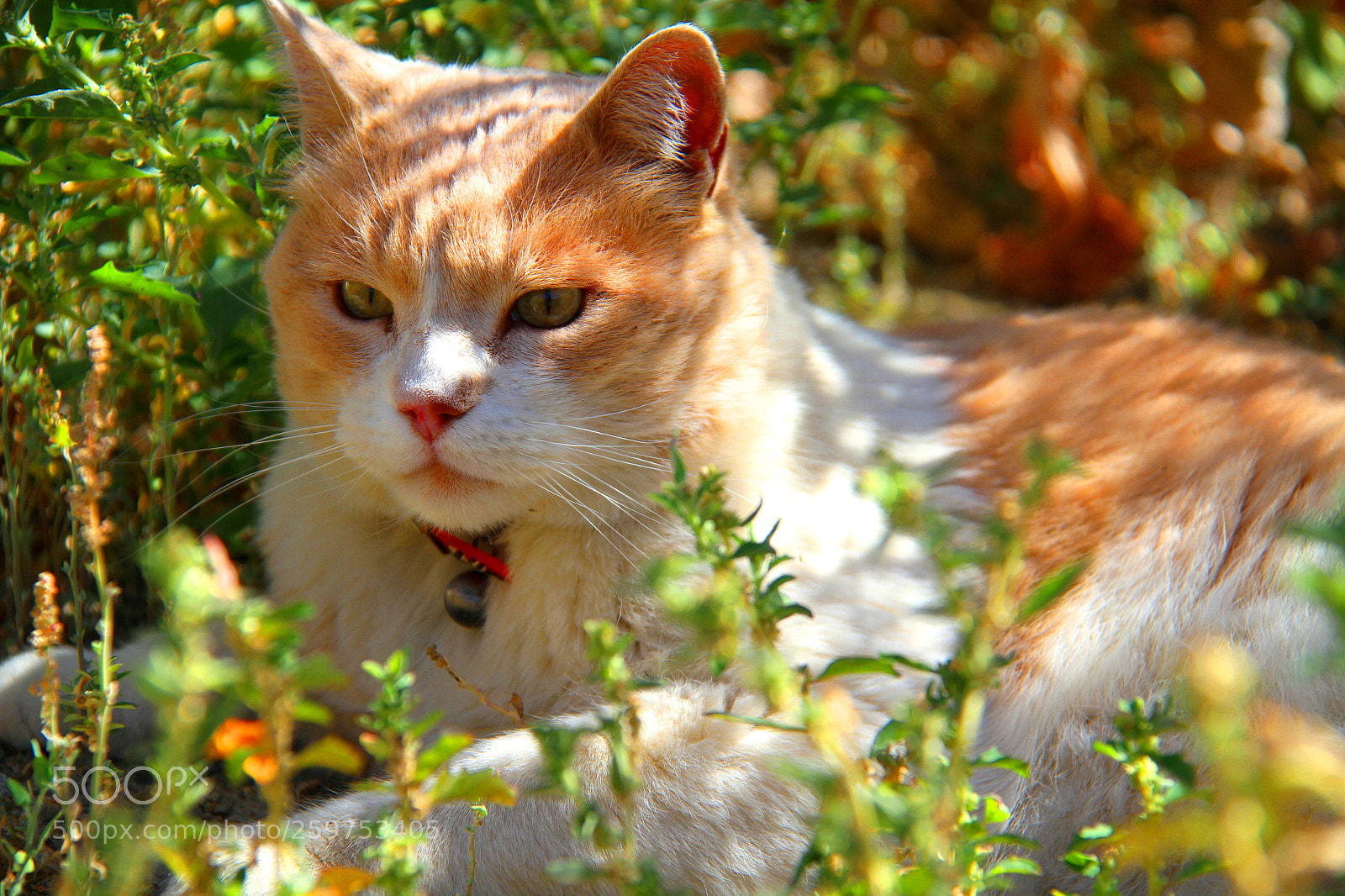 Canon EOS 7D sample photo. Gatito en el paraiso photography