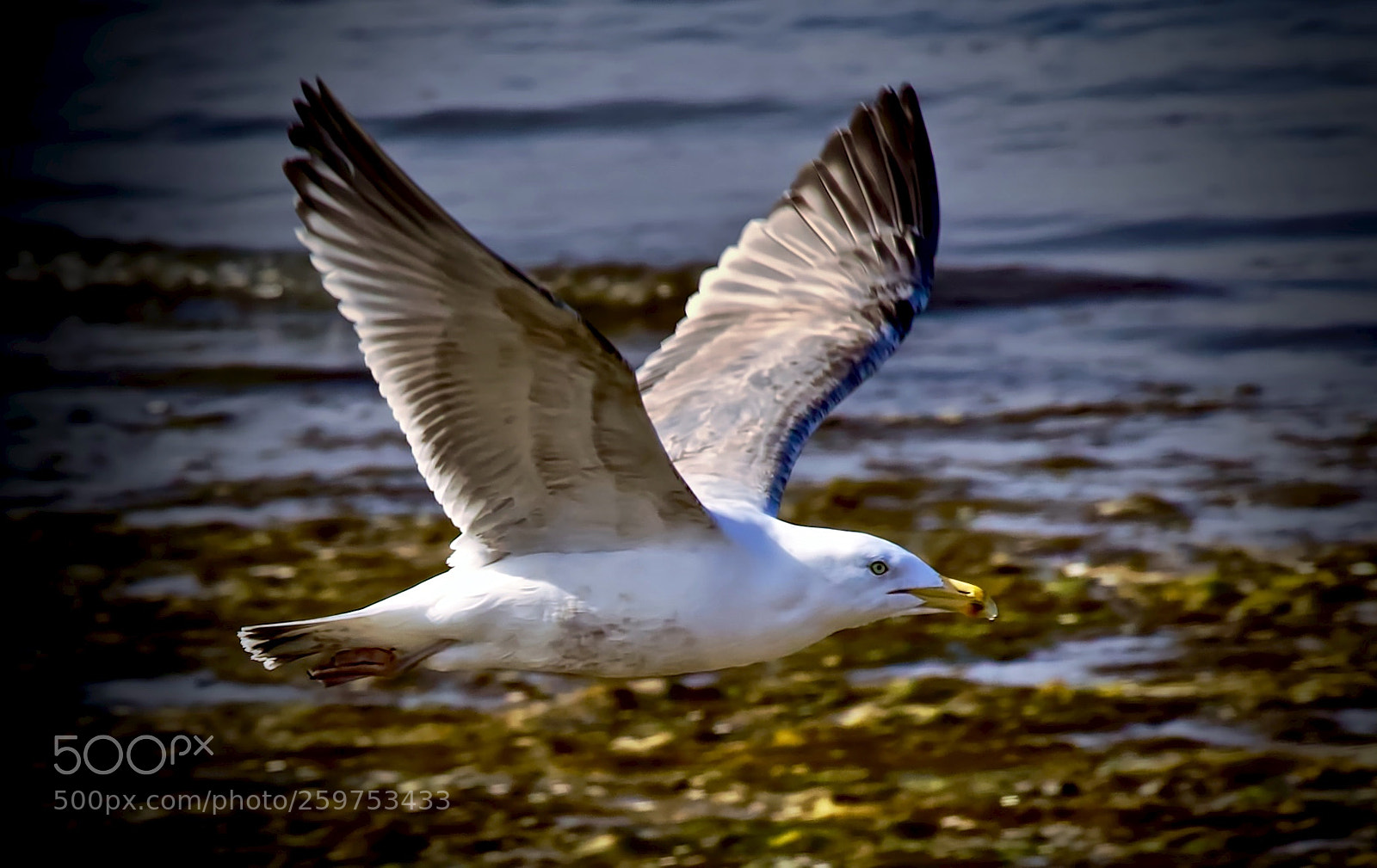 Canon EOS 5D Mark II sample photo. Afternoon fly-by photography