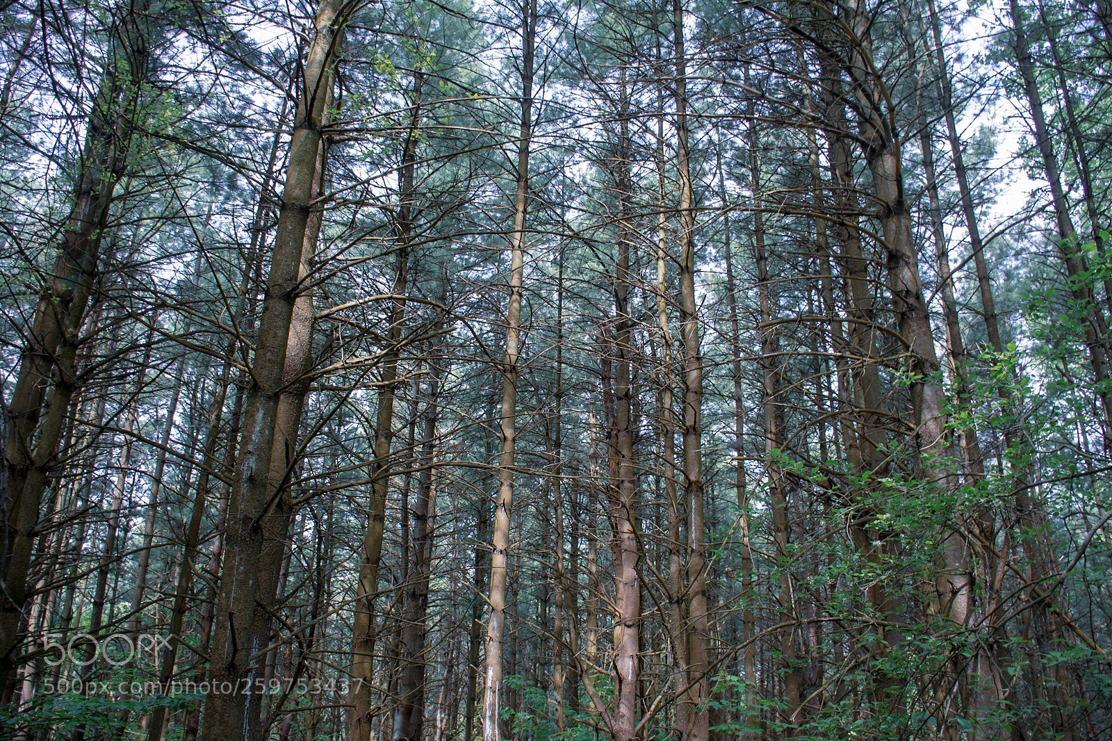 Nikon D7100 sample photo. Untitled photography