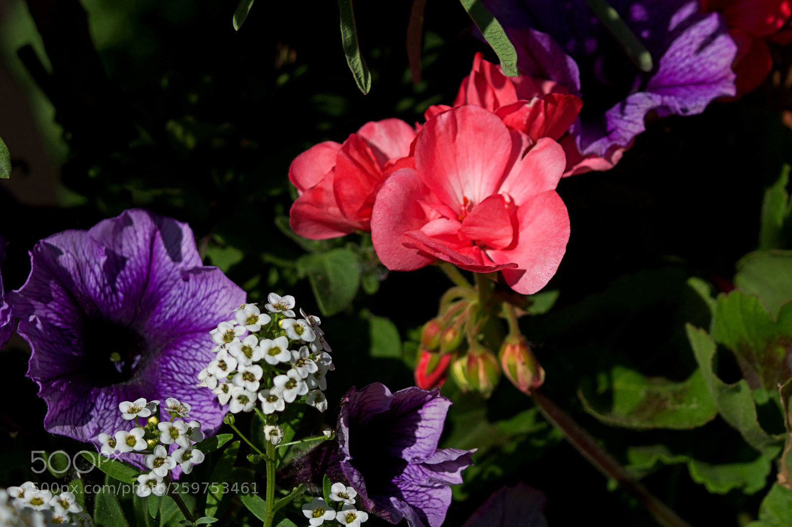 Nikon D5500 sample photo. Beauty in colour photography