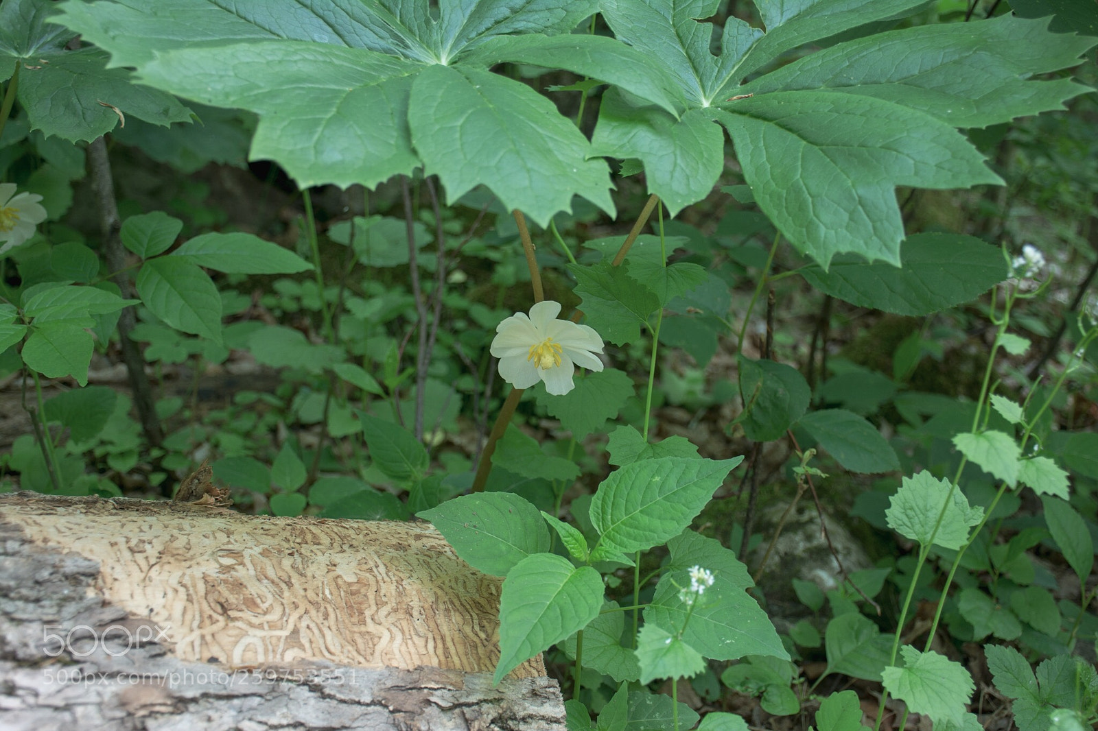 Nikon D7100 sample photo. Untitled photography
