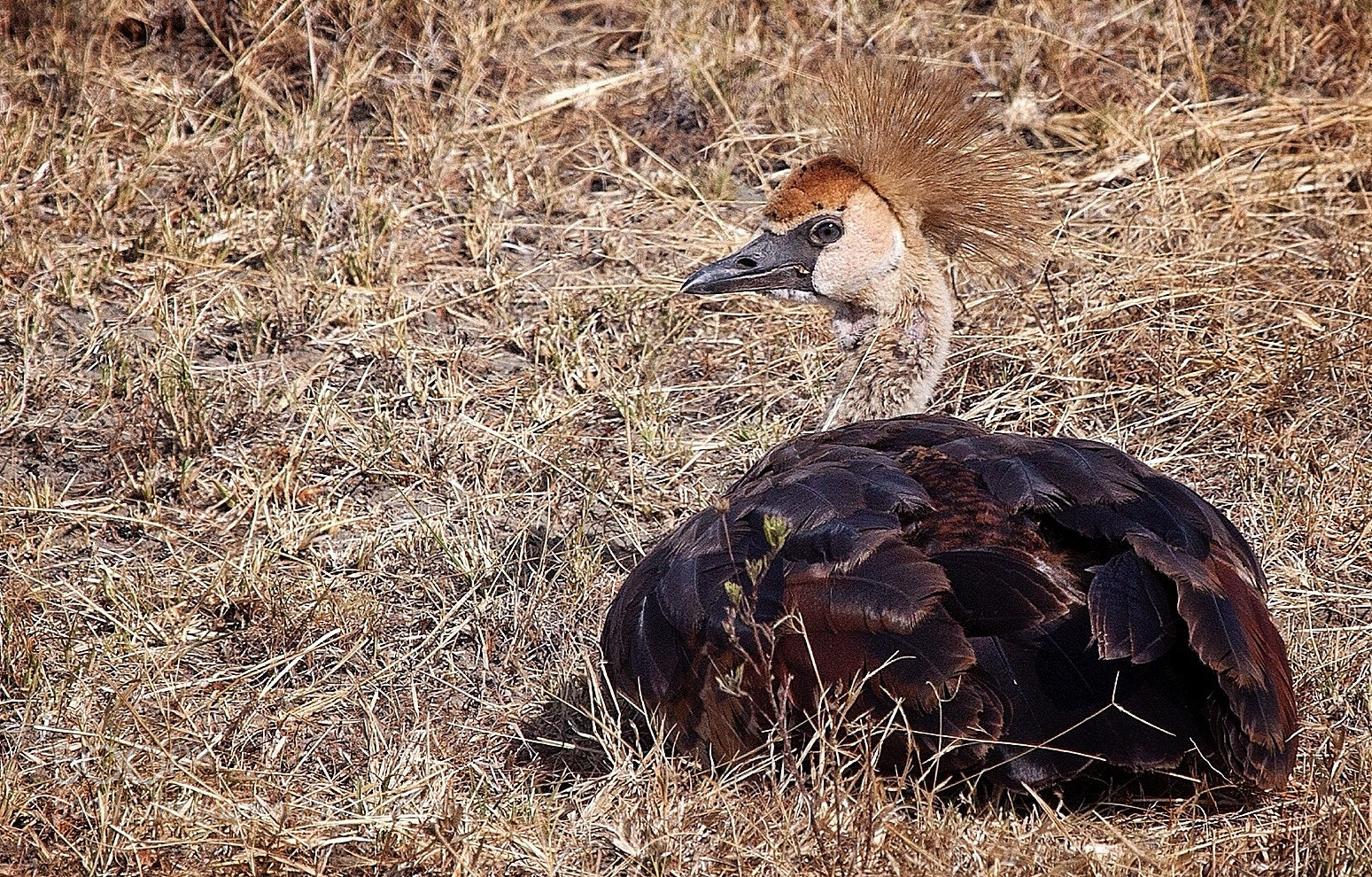 Canon EOS 5D Mark II sample photo. Juvenile crowned crane balearica photography