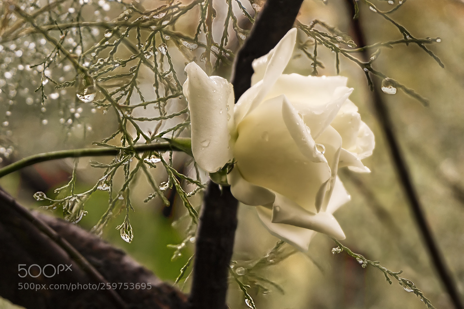 Sony Alpha a5000 (ILCE 5000) sample photo. Agua de rosas photography