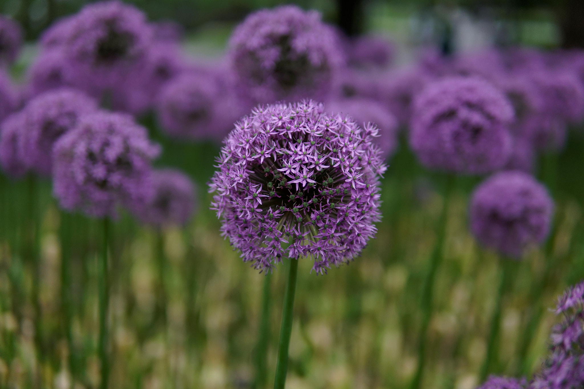 Sony a6500 + Sigma 30mm F1.4 DC DN | C sample photo. Purple flower photography