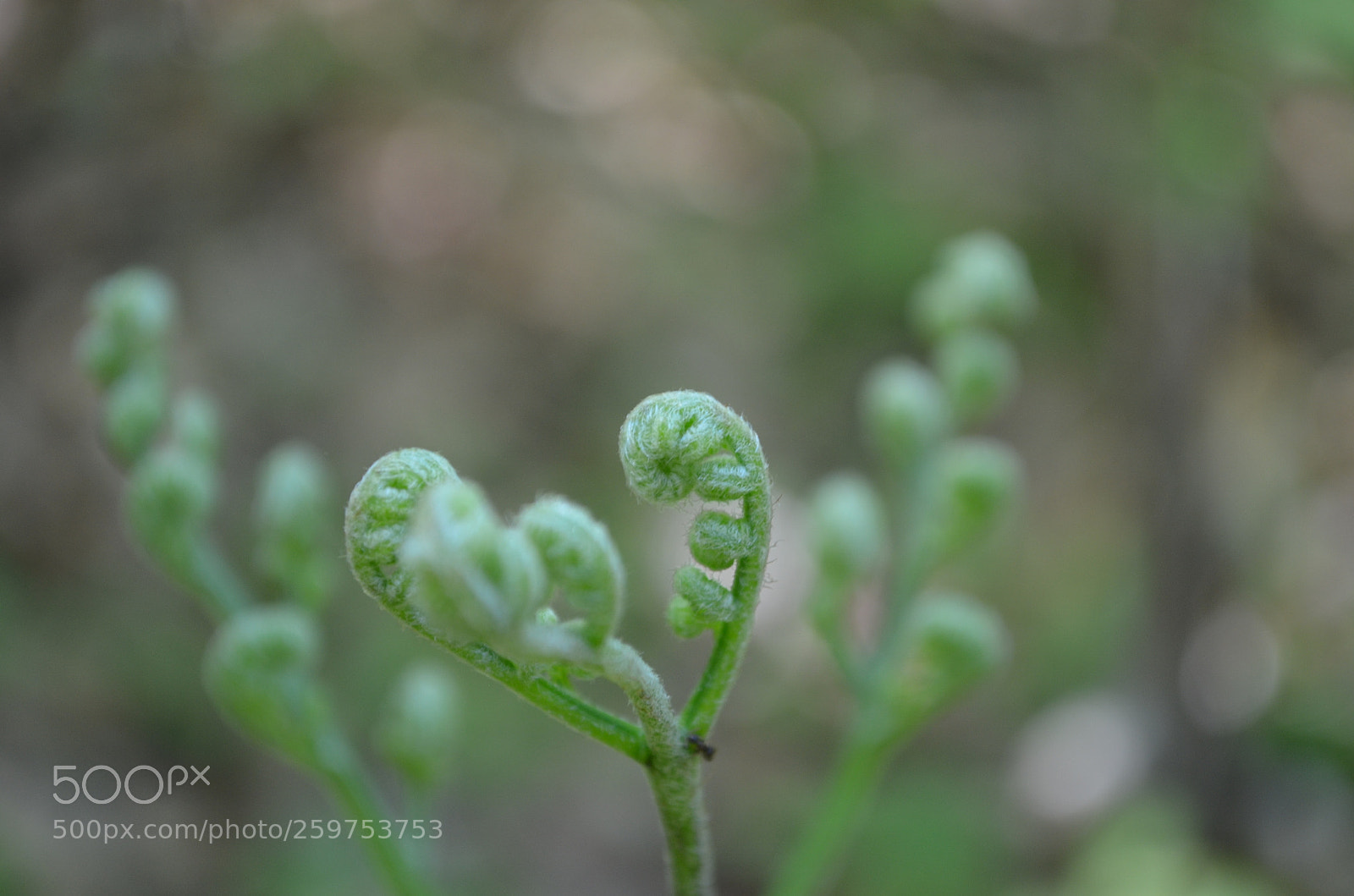 Nikon D5100 sample photo. Green curl photography