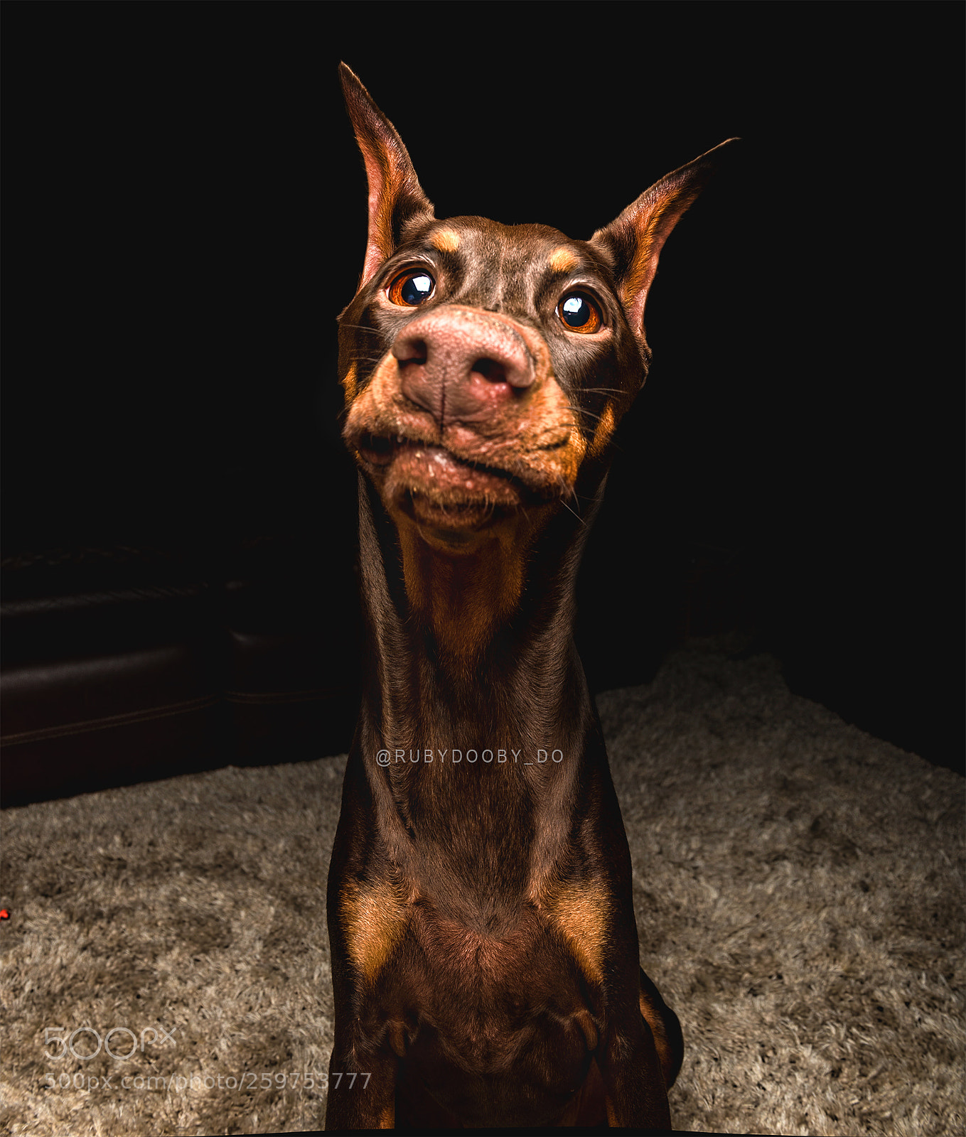 Nikon D810 sample photo. Derp doberman photography