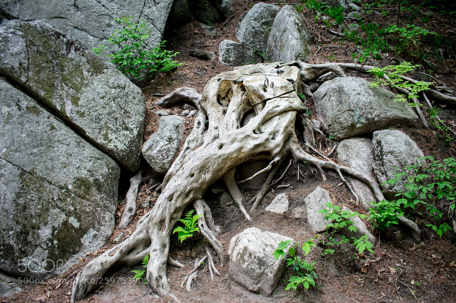Nikon D3400 sample photo. Mountain stump photography