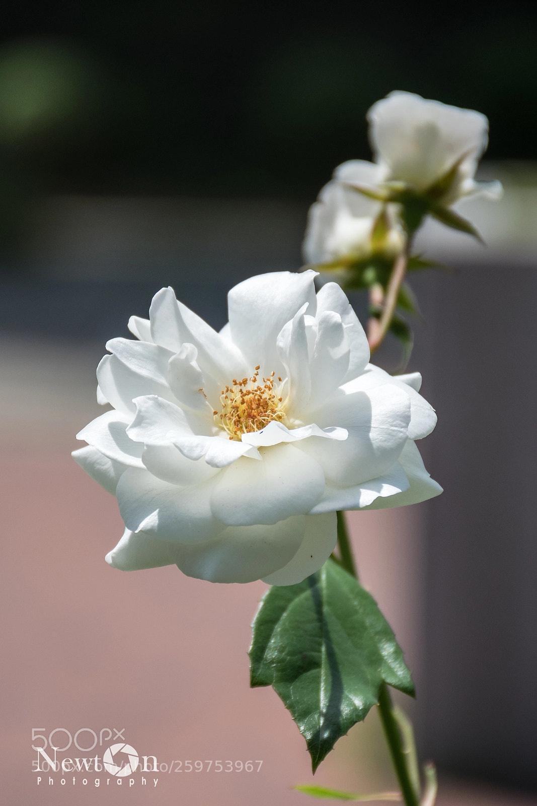 Nikon D5300 sample photo. Rosa branca photography