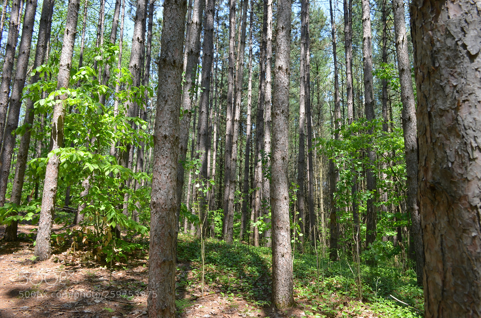 Nikon D5100 sample photo. Forest photography