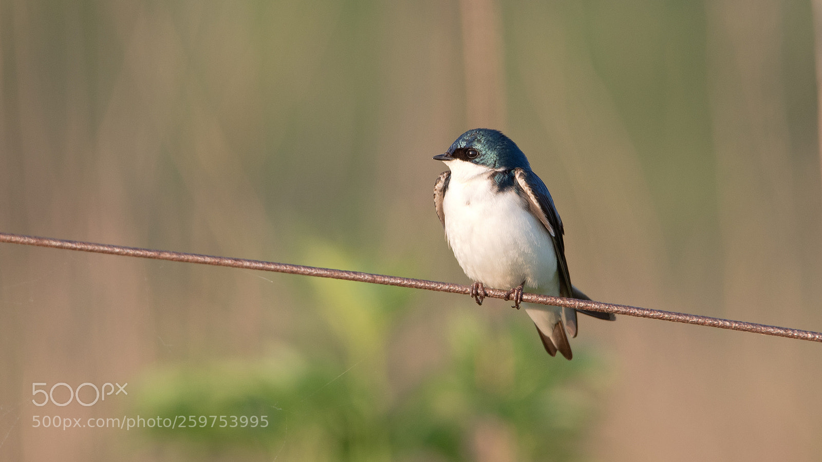 Nikon D750 sample photo. Tree swallow photography