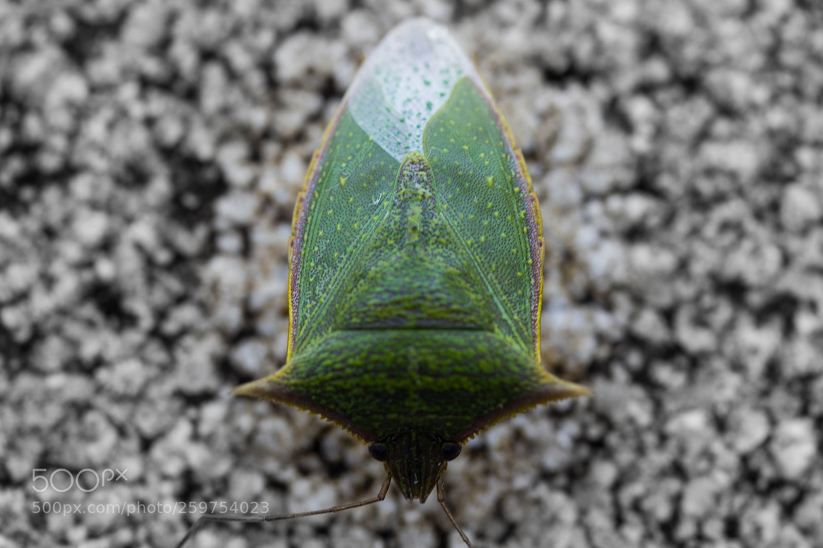 Canon EOS 80D sample photo. Green beatle back photography