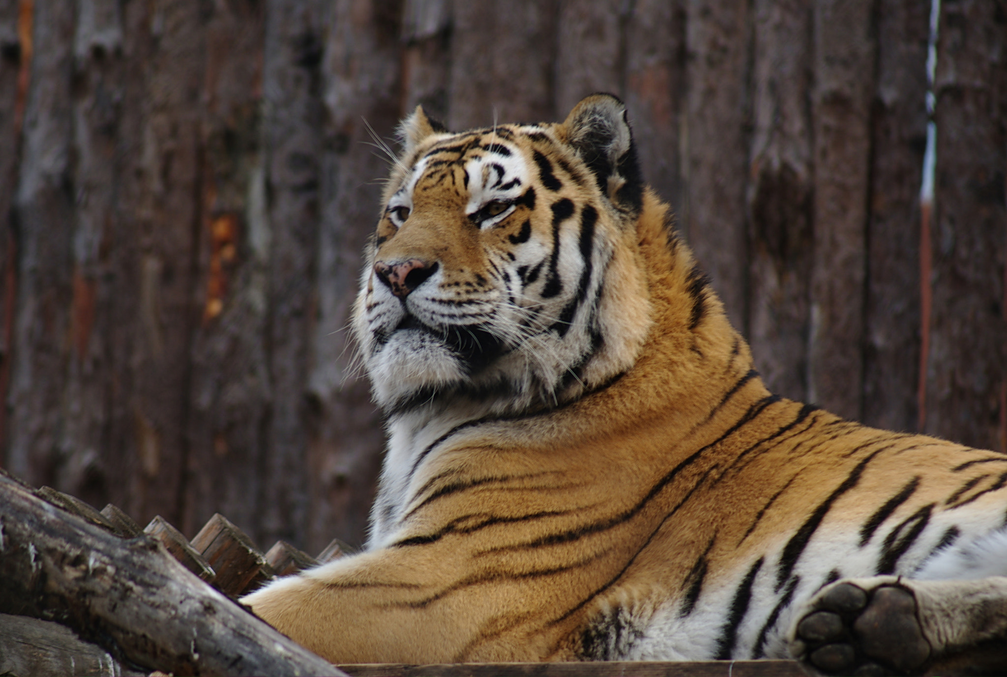 Sony 75-300mm F4.5-5.6 sample photo