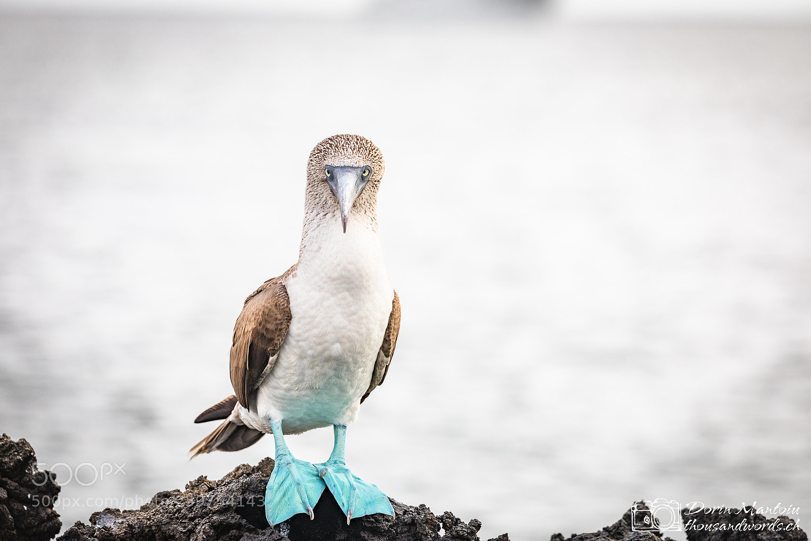 Canon EOS 5D Mark IV sample photo. Isla daphne, isla santa photography