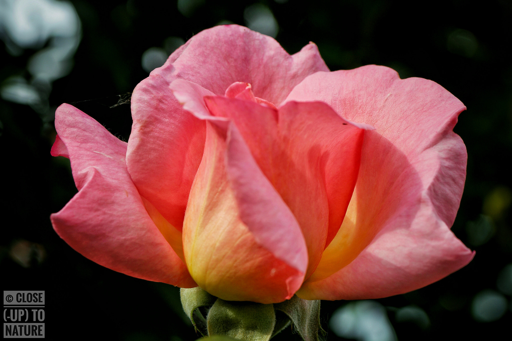 Samsung NX500 sample photo. Rosa chinensis photography