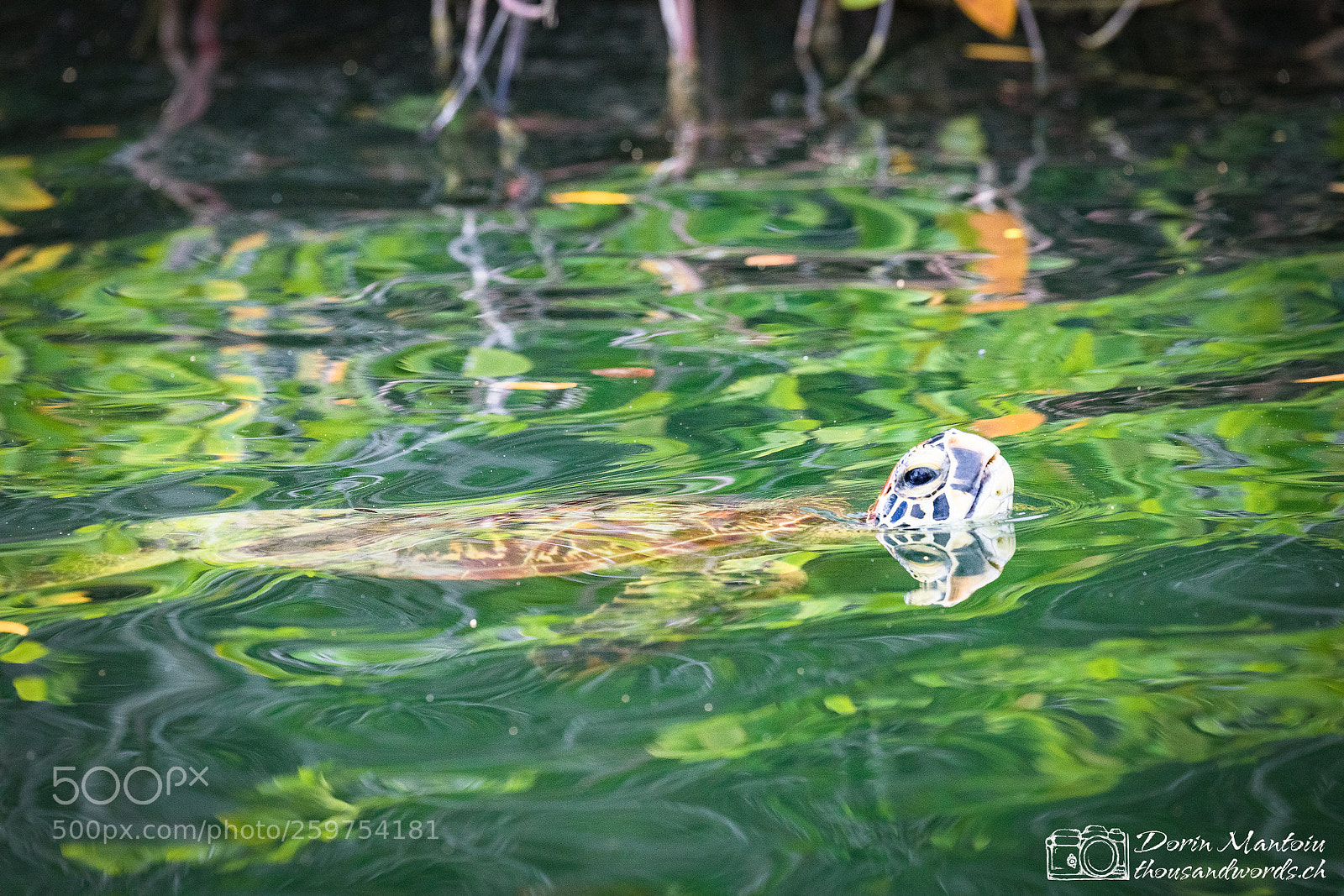 Canon EOS 5D Mark IV sample photo. Isla daphne, isla santa photography