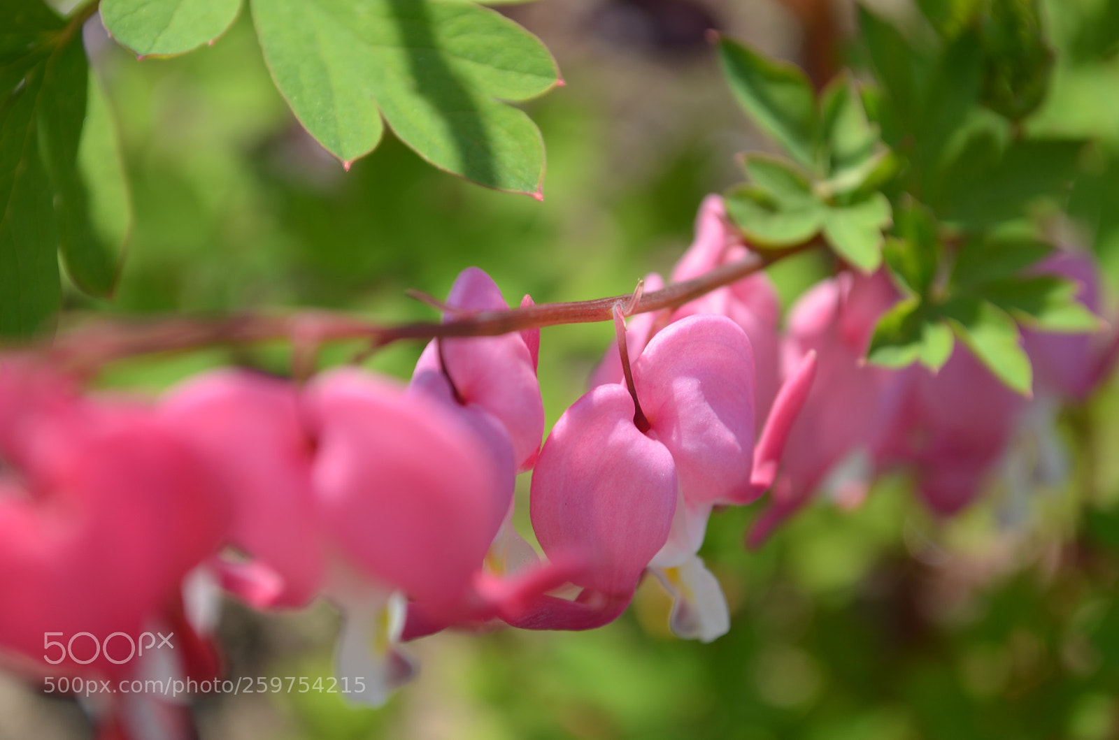 Nikon D5100 sample photo. Bleeding hearts photography