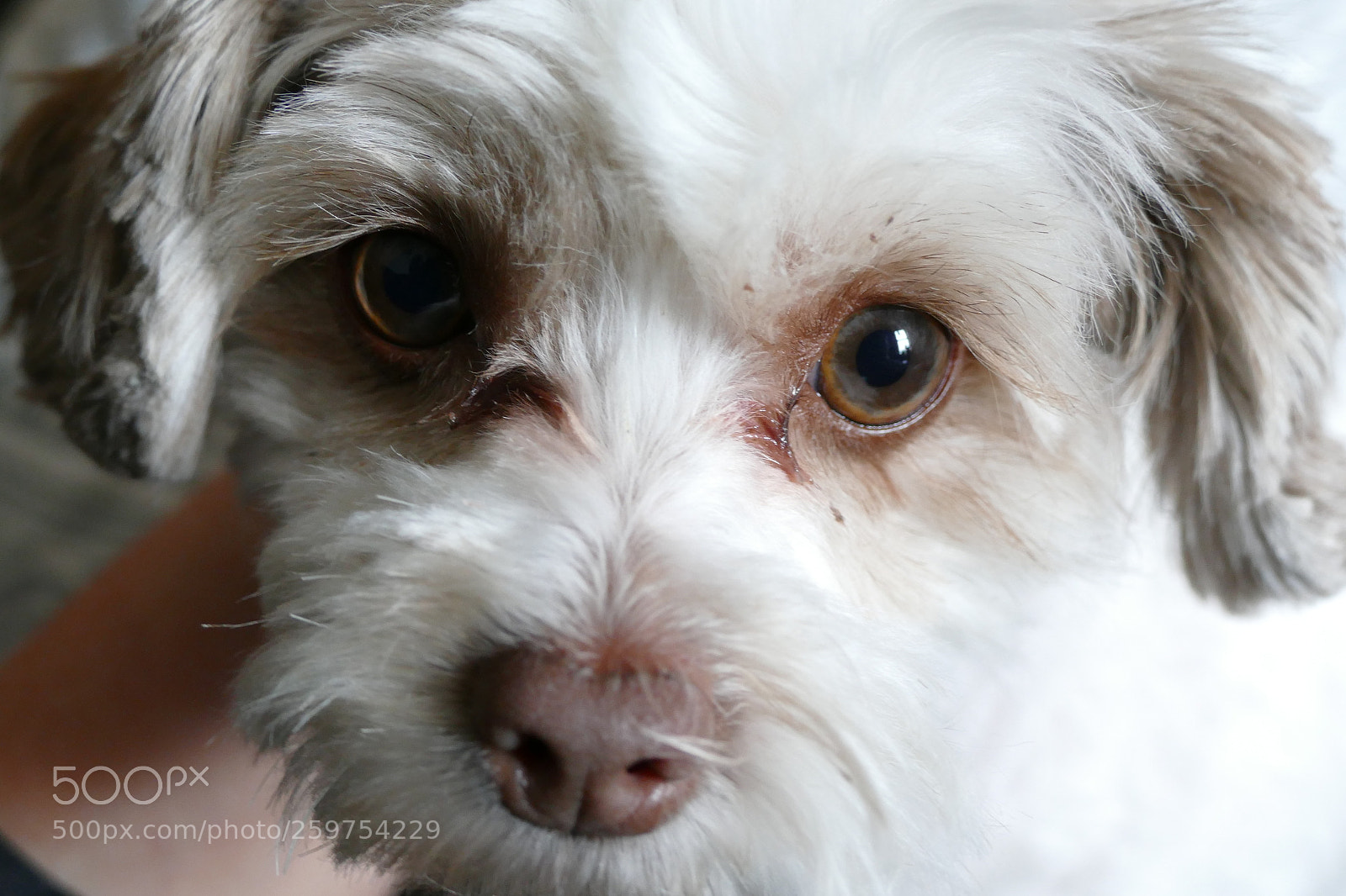 Panasonic Lumix DMC-FZ1000 sample photo. Maple photography