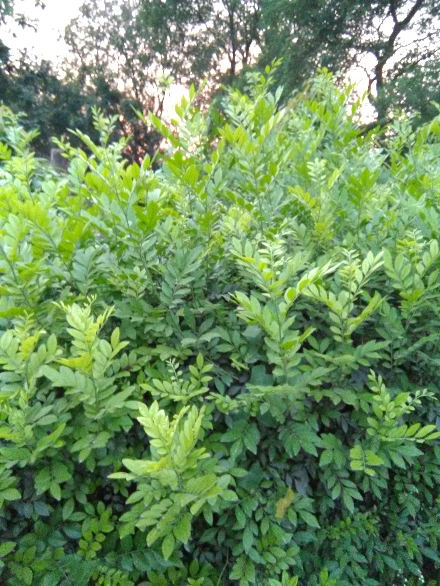 HMD Global Nokia 2 sample photo