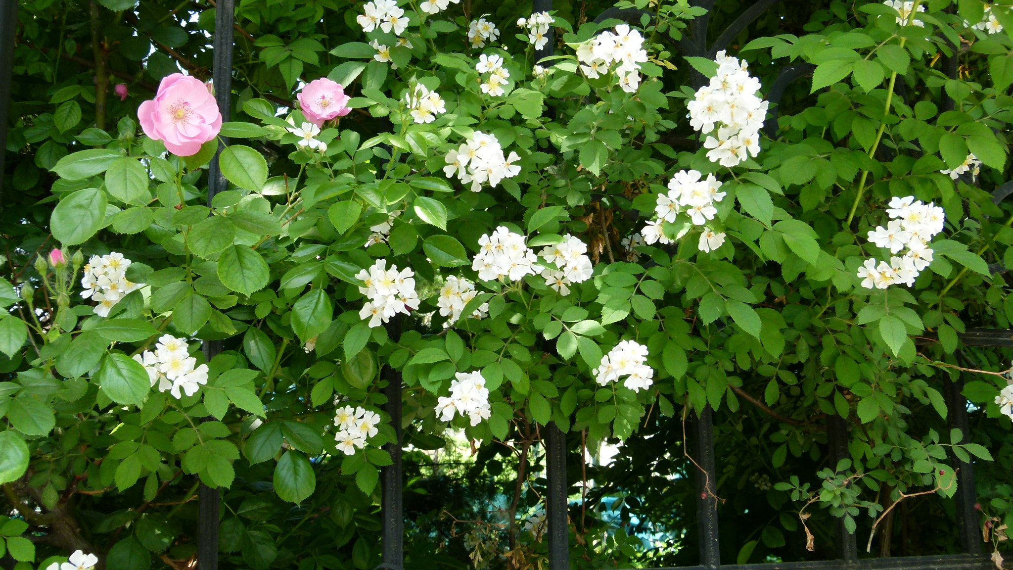 Leica V-Lux 2 sample photo