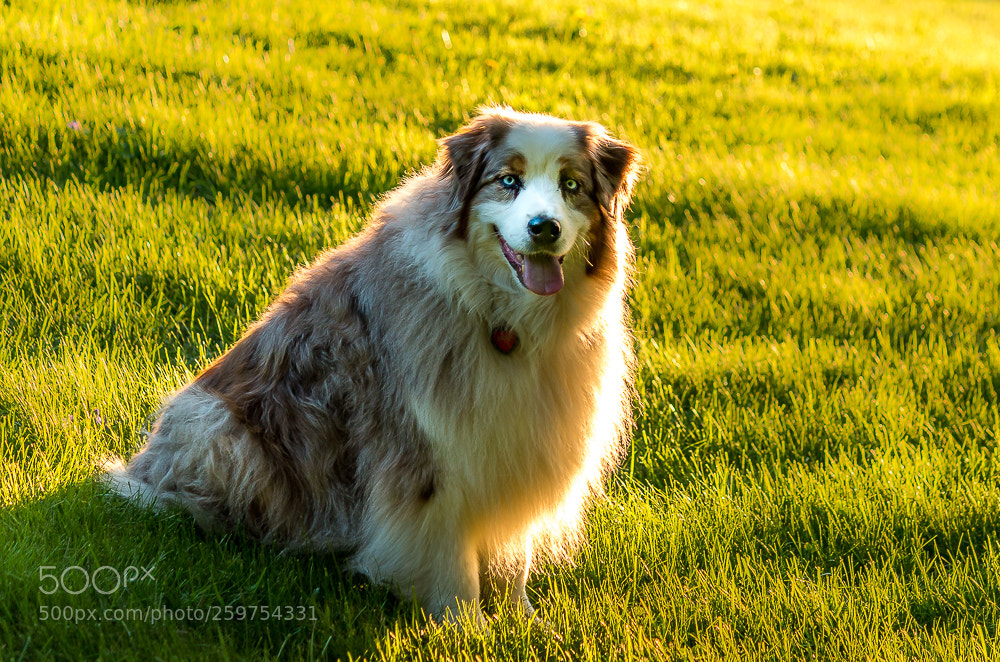 Canon EOS 70D sample photo. Della in the evening photography