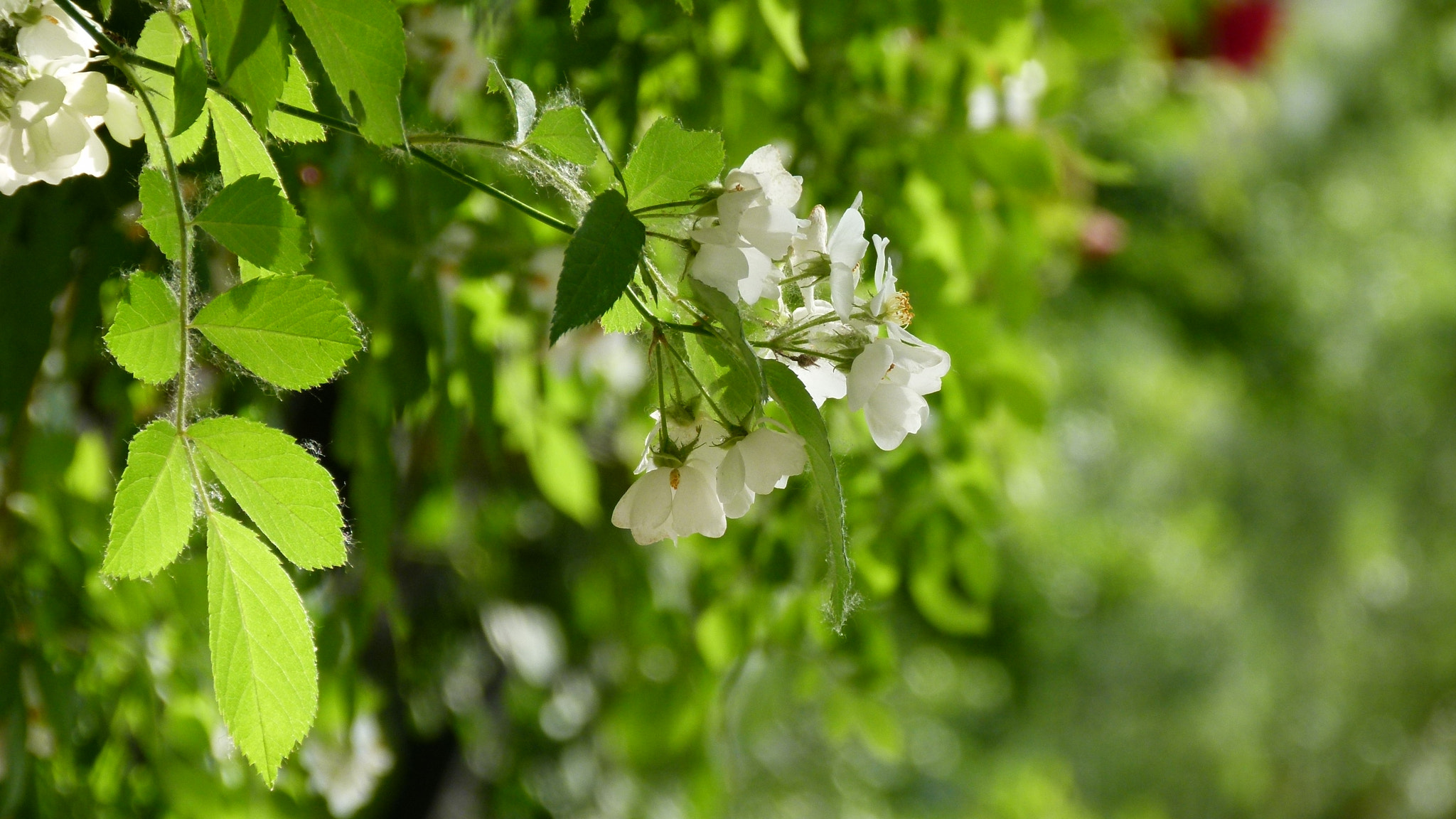Leica V-Lux 2 sample photo