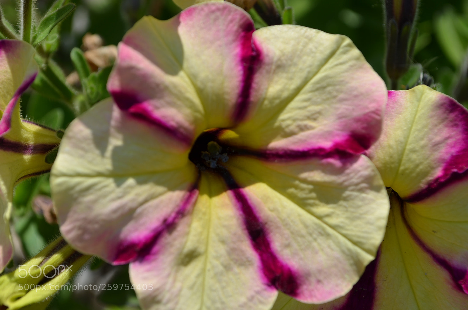 Nikon D5100 sample photo. Striped photography