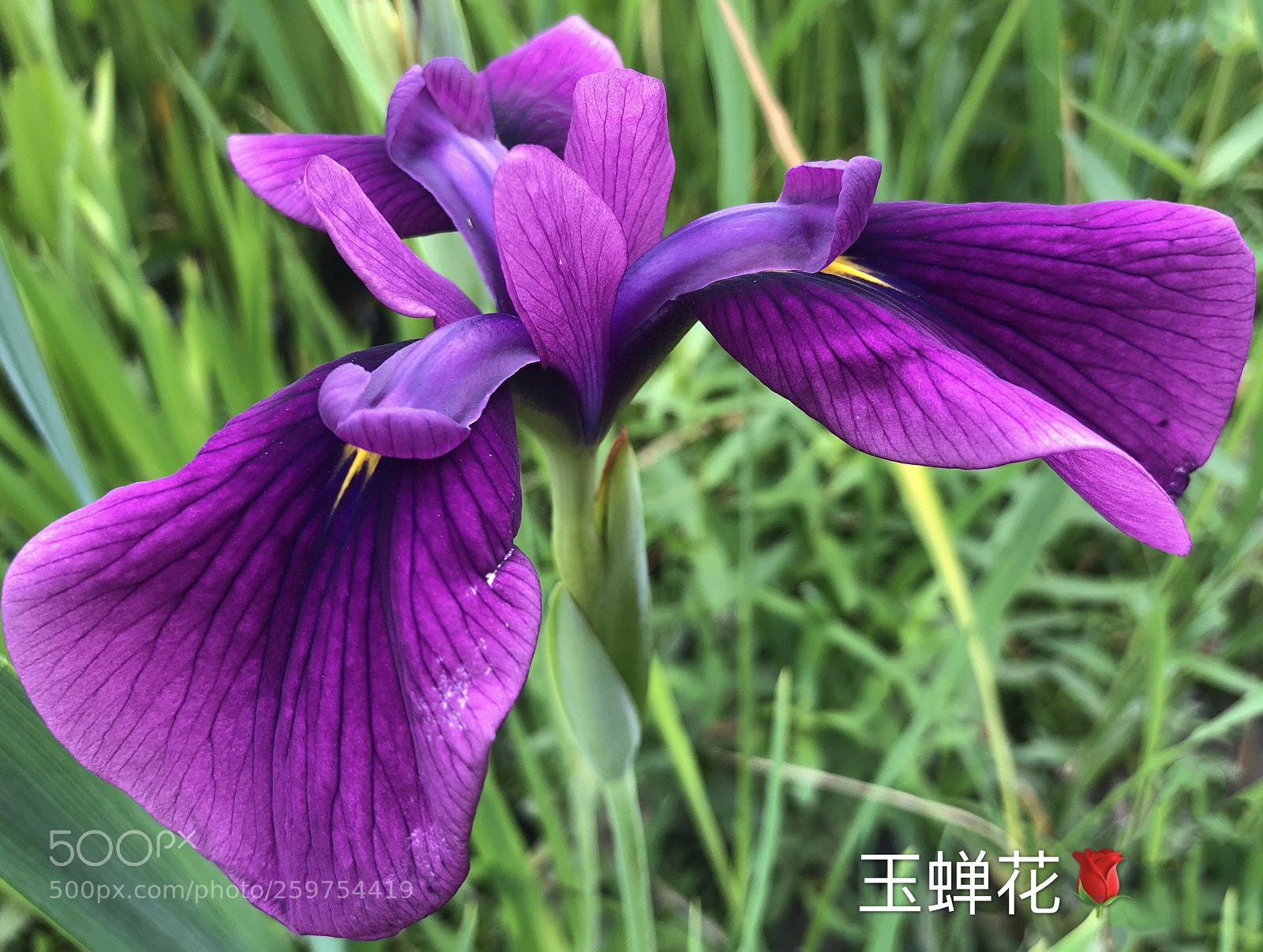 Apple iPhone X sample photo. Untitled photography