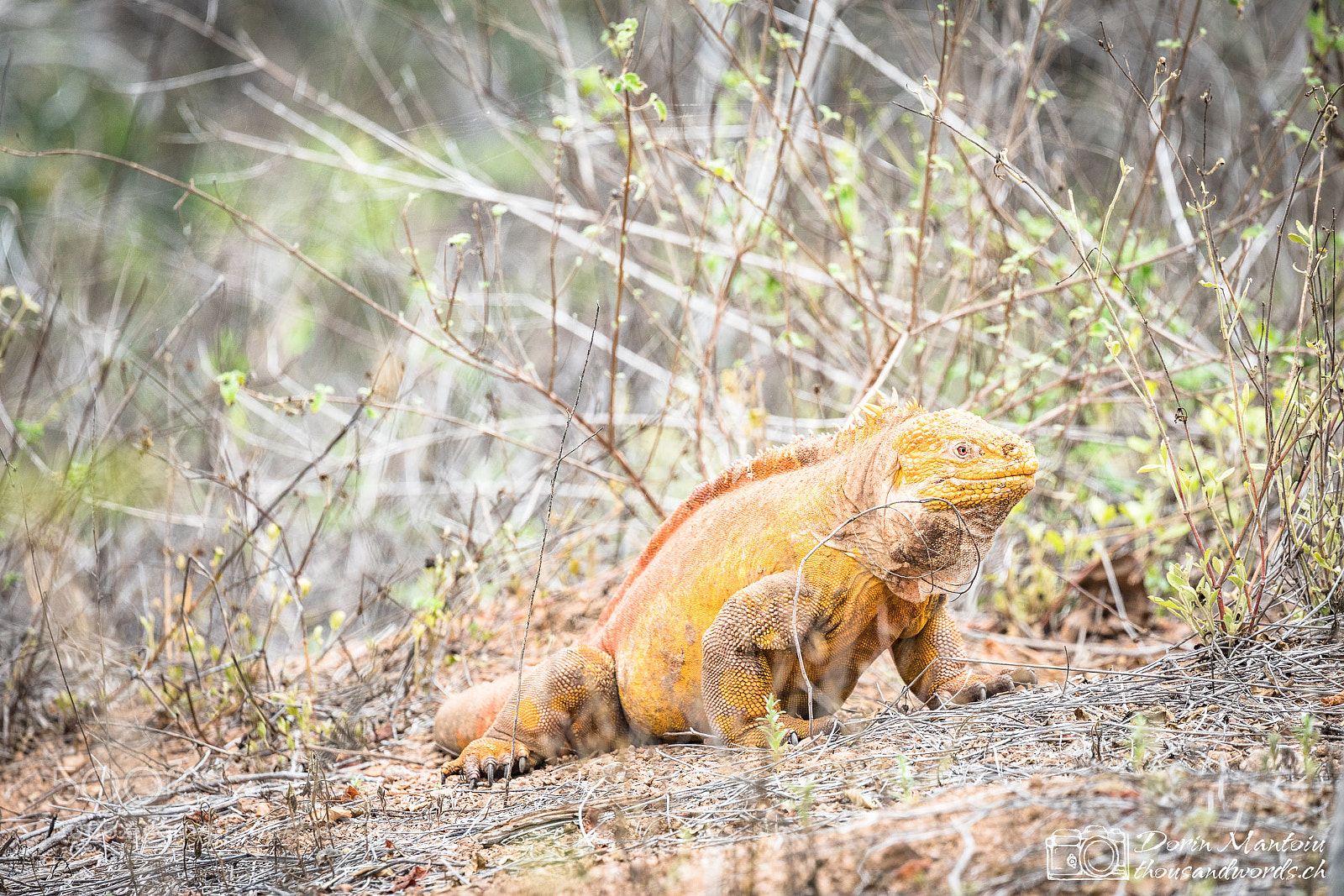 Canon EOS 5D Mark IV sample photo. Isla daphne, isla santa photography