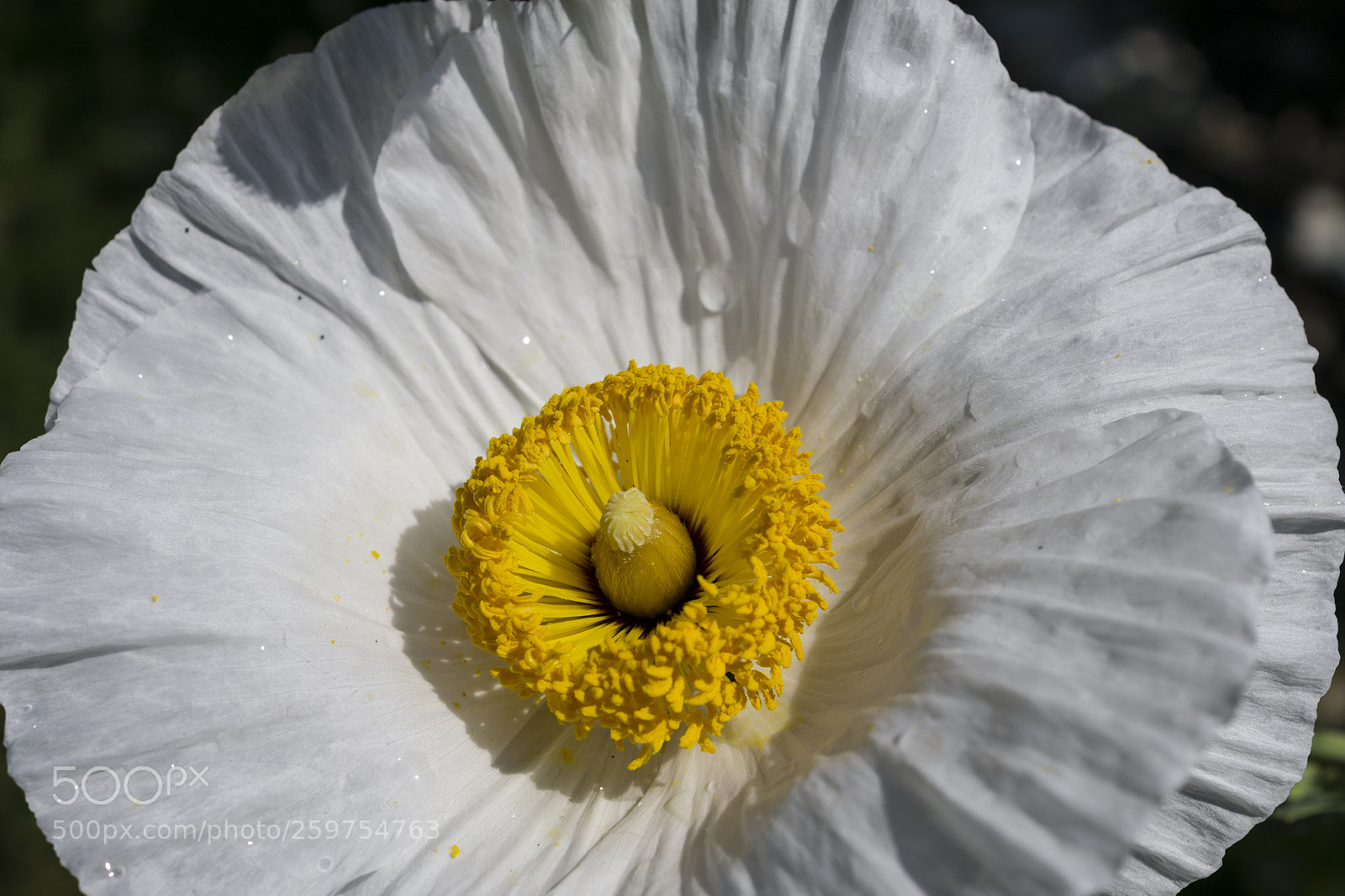 Nikon D3100 sample photo. Tree poppy photography