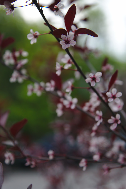 Sony SLT-A65 (SLT-A65V) + Sony DT 16-50mm F2.8 SSM sample photo. Blooming shrub photography