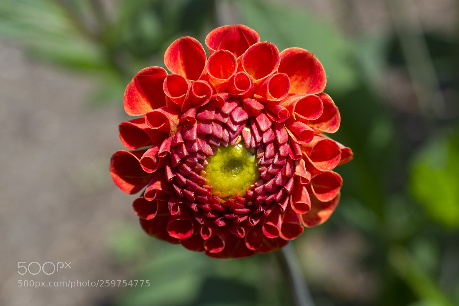 Nikon D3100 sample photo. Dahlia photography