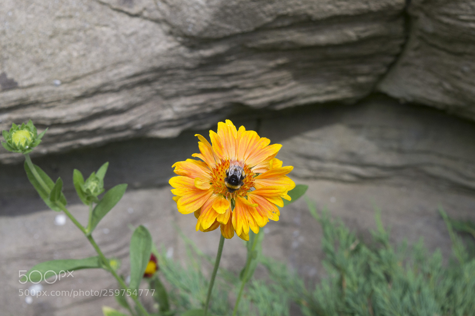 Nikon D3100 sample photo. Pollination photography