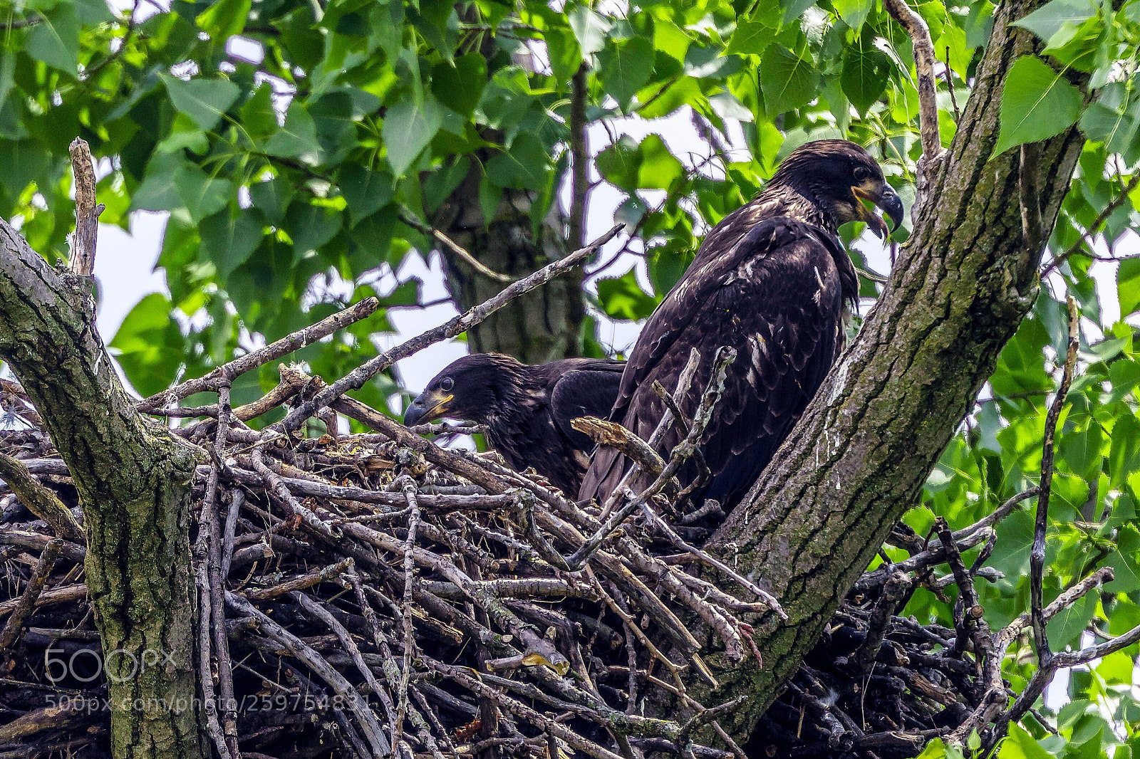 Canon EOS 5DS R sample photo. Baby eagles photography