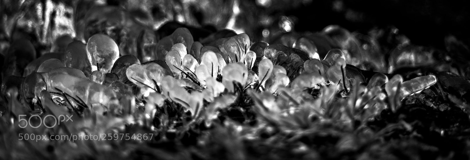 Nikon D750 sample photo. Ice water b&w photography