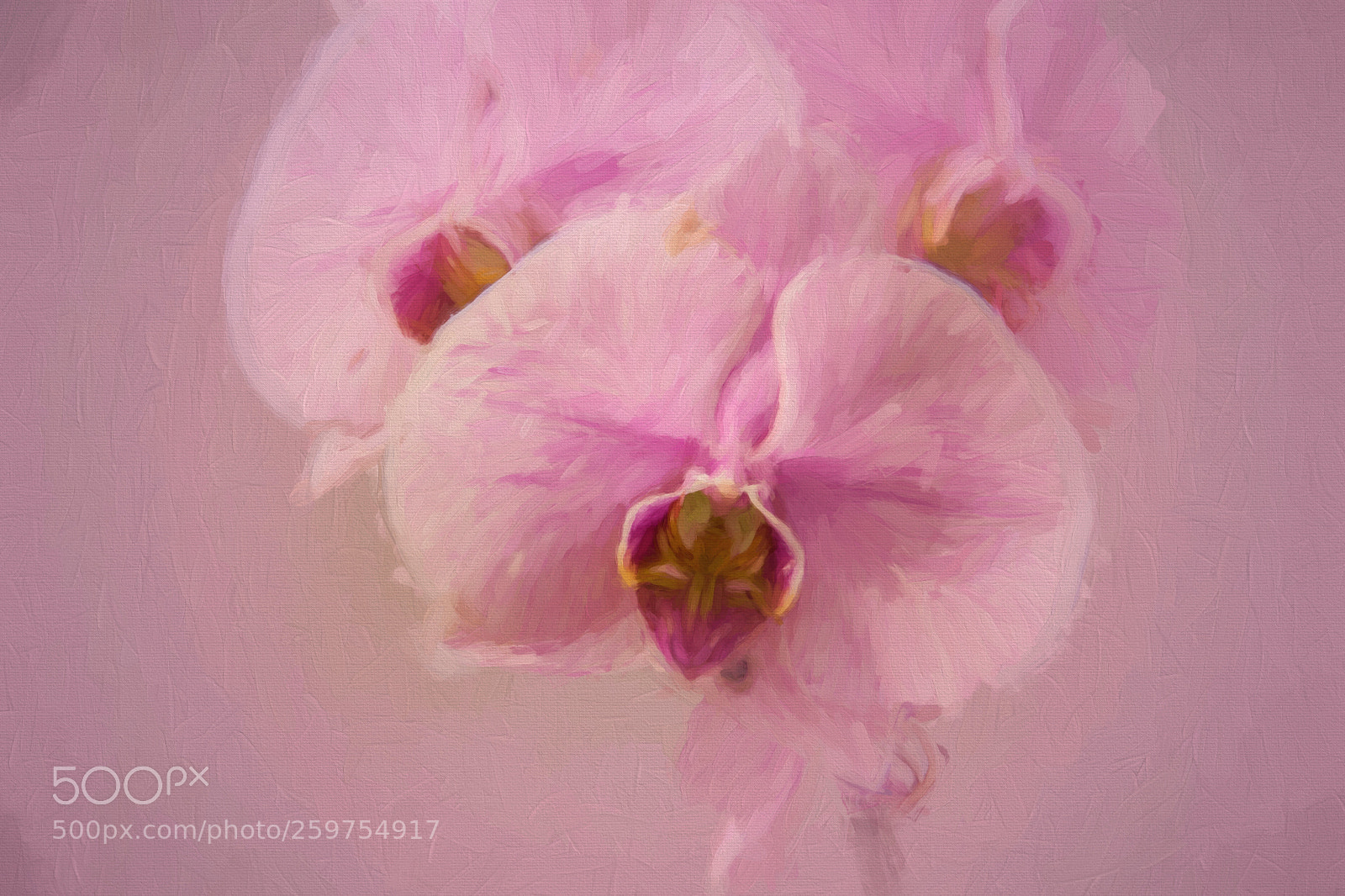 Canon EOS 60D sample photo. Orchid photography