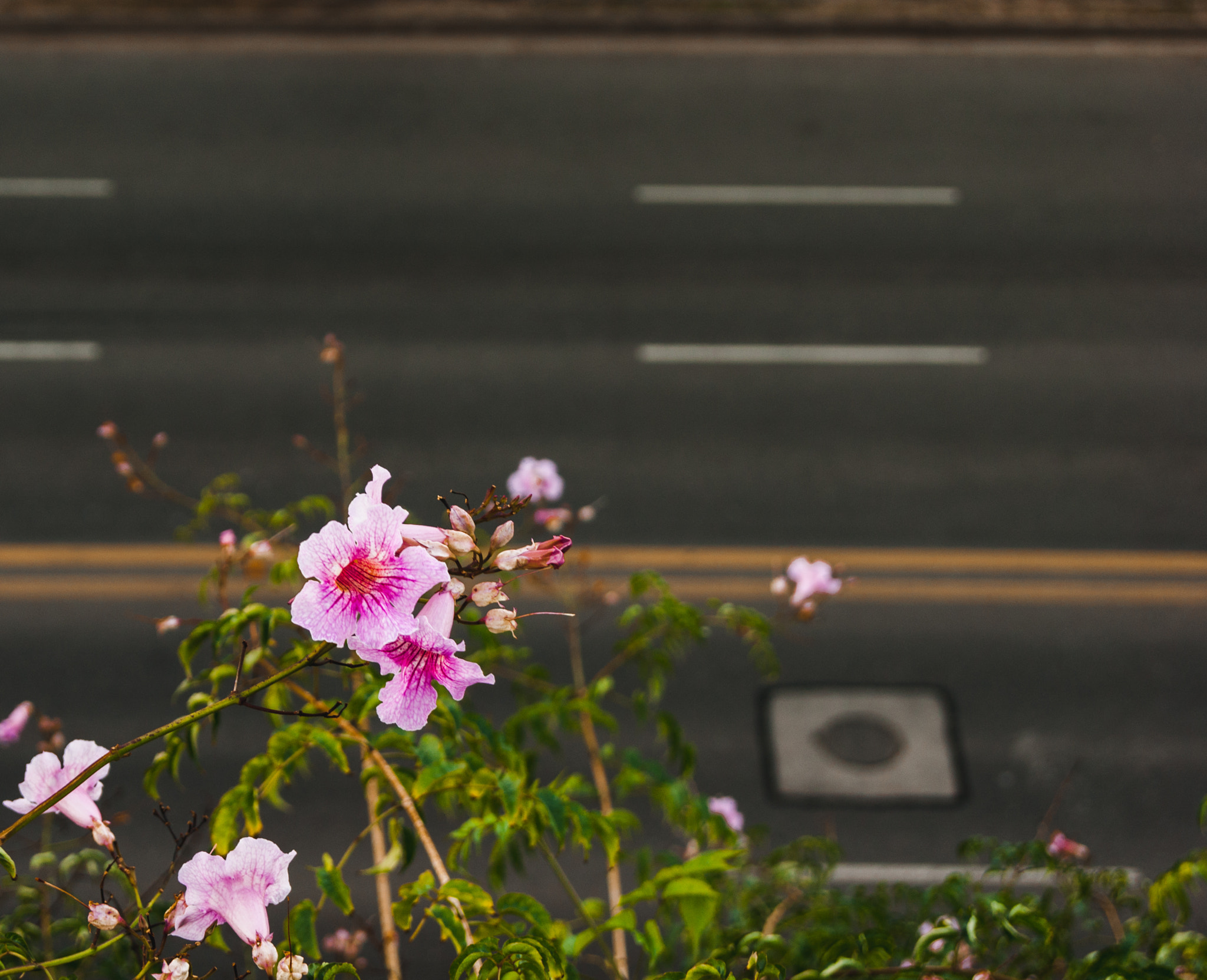 Sony Alpha DSLR-A290 sample photo. Street 2 photography